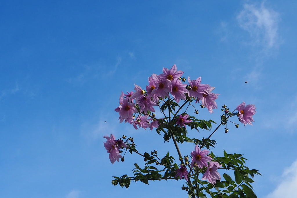 秋空に 皇帝ダリアは 背伸びして