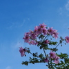 秋空に 皇帝ダリアは 背伸びして