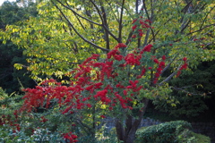 緑中赤 トキワサンザシ 秋景色