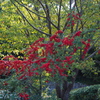 緑中赤 トキワサンザシ 秋景色