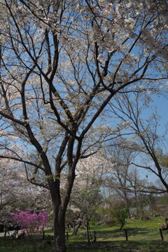 淡き色 薄墨桜に 見惚れたり