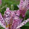 ホトトギス 静かな秋の 花散歩