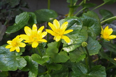 花びらに プラの光沢 ヒメリュウキンカ