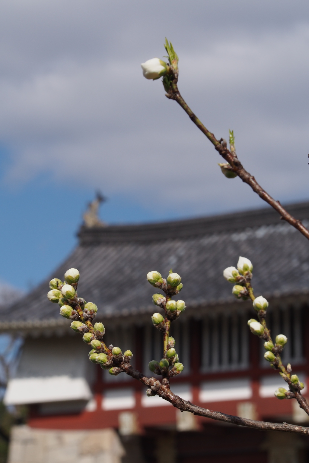 城公園 白のはなもも ふっくらと