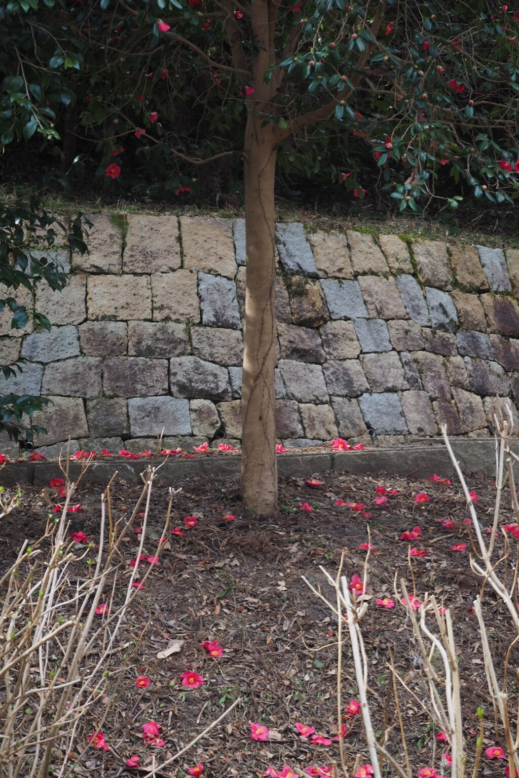 椿落つ ウォーク片時 花愛でる