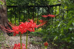 彼岸花 もう頃合いと 花開き （赤）