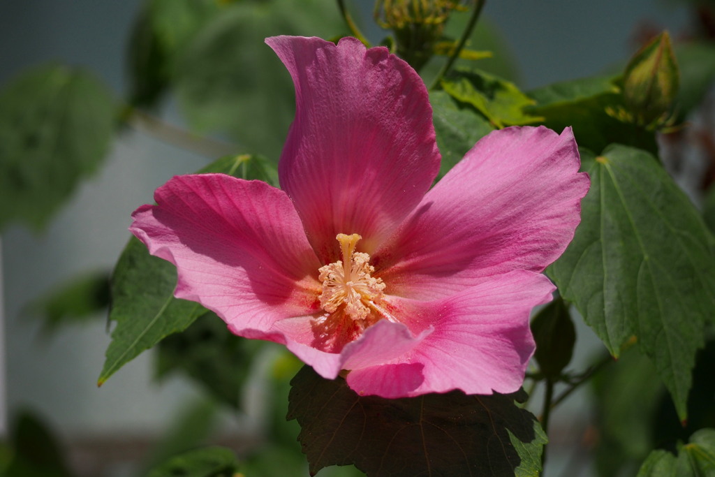 陽を浴びし 芙蓉全開 しべの影