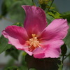 陽を浴びし 芙蓉全開 しべの影