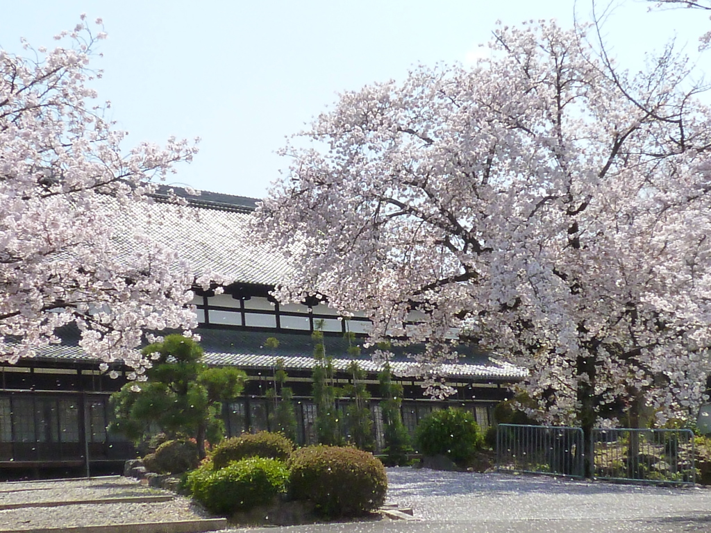 風吹かば 花びら散らし 春の花