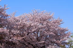 青空に 桜満開 今見頃