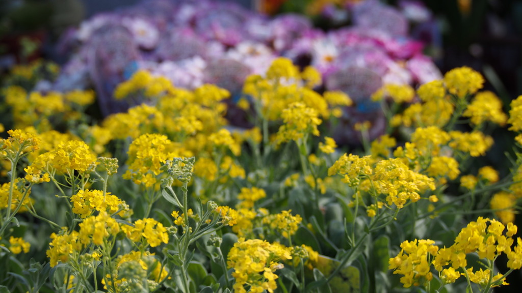 アリッサム 菜の花ごとし 元気色