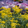 アリッサム 菜の花ごとし 元気色