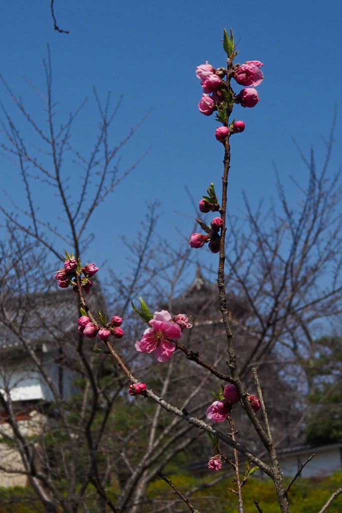 春の日や 花桃開花 城を背に