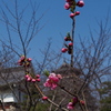 春の日や 花桃開花 城を背に