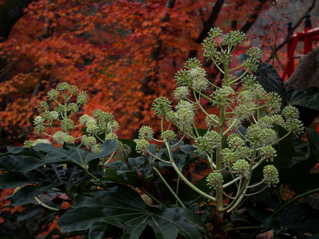 紅葉中 ヤツデの花は 凛として