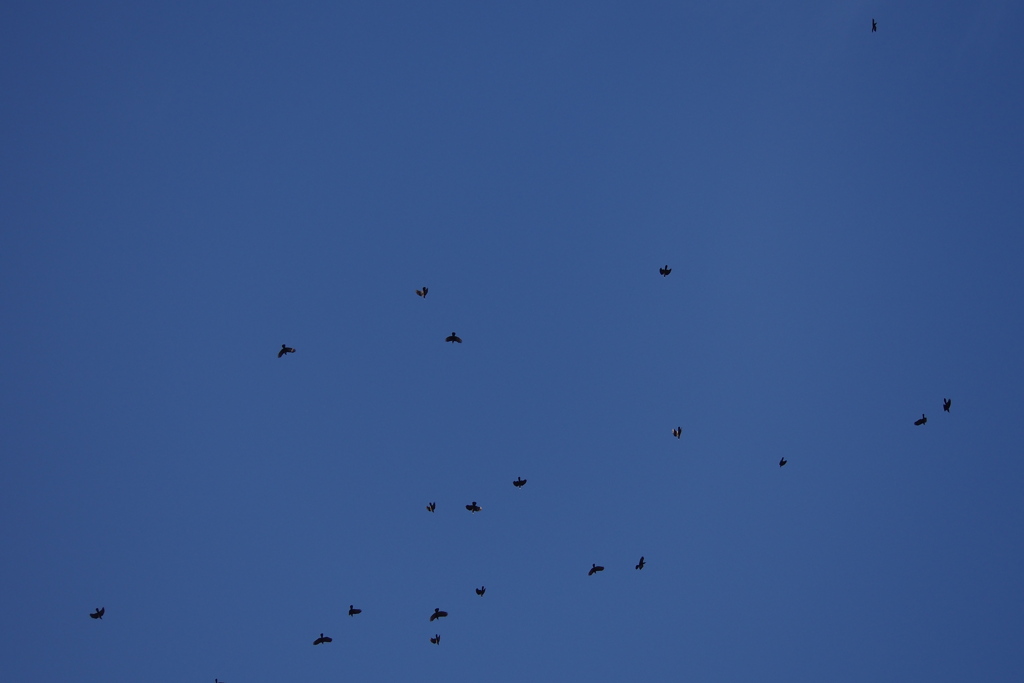 突然に カラスは乱舞 秋の空