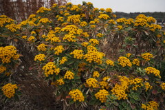 黄づくし 数多の花や 目に迫る