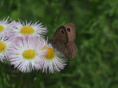 撮りました 野花に蝶や 初夏の候