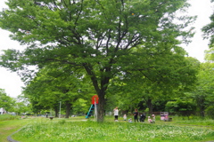 新緑の 中で楽しや 園児等は