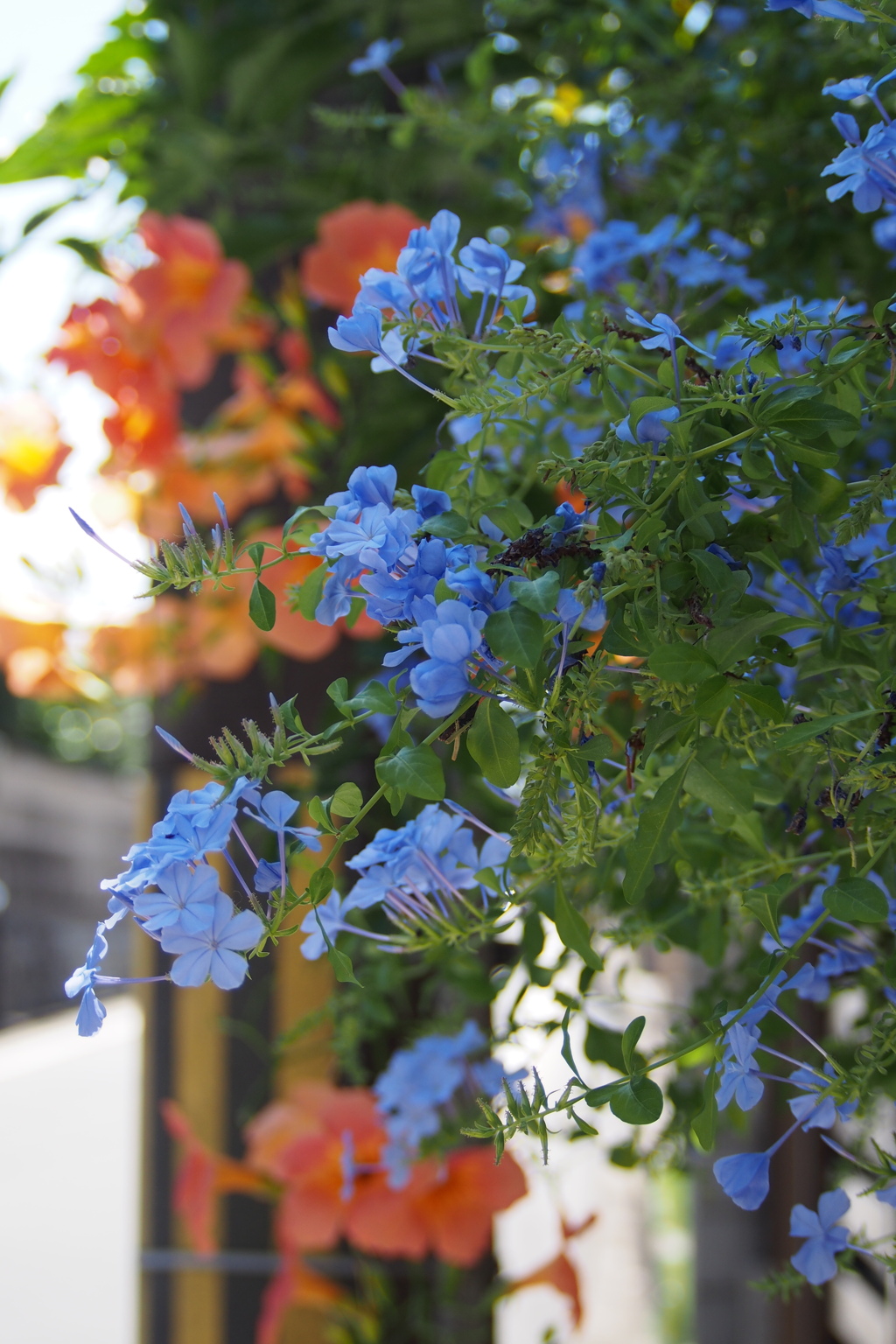 青き花 通りに顔出し 色主張 