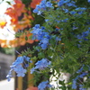青き花 通りに顔出し 色主張 