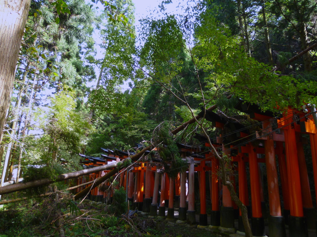 手付かずの 鳥居に倒木 秋の時