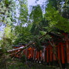 手付かずの 鳥居に倒木 秋の時