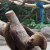 落ちないで 木にしっかりと ナマケモノ
