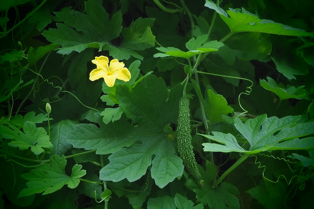 つる覆ふ 日除けのゴーヤ 実をつけて