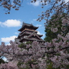 花満開 これぞ春の 伏見城
