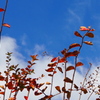 百日紅 トリコロールの 秋姿