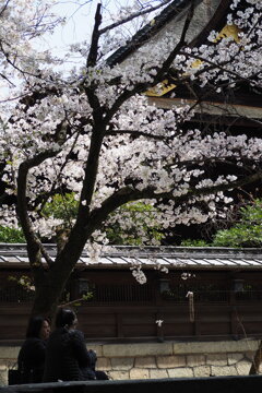 ゆったりと 友と語ろう 花の時