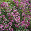 優し色 今が盛りや 萩の花
