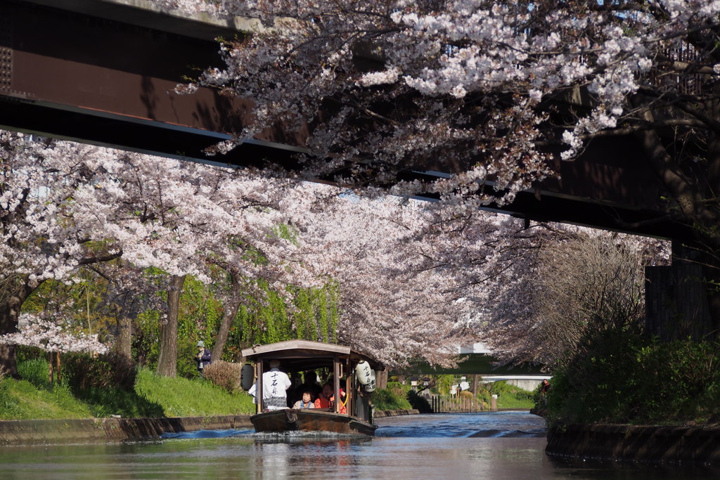 今盛り 桜のトンネル 舟で行く