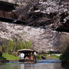 今盛り 桜のトンネル 舟で行く