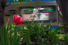 線路沿い電車に挨拶春の花