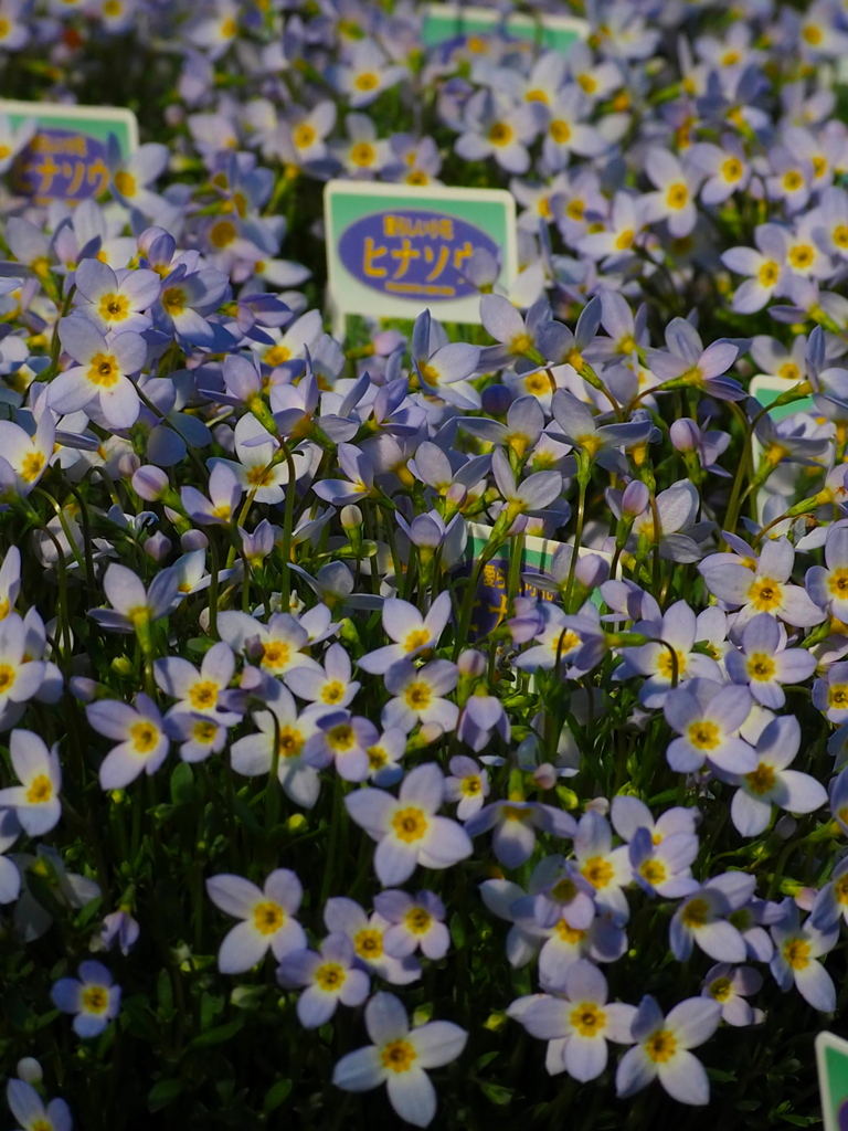 ヒナ草は 十字の花よ 可憐なり