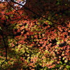 逆光の 紅葉見上げる 美の世界