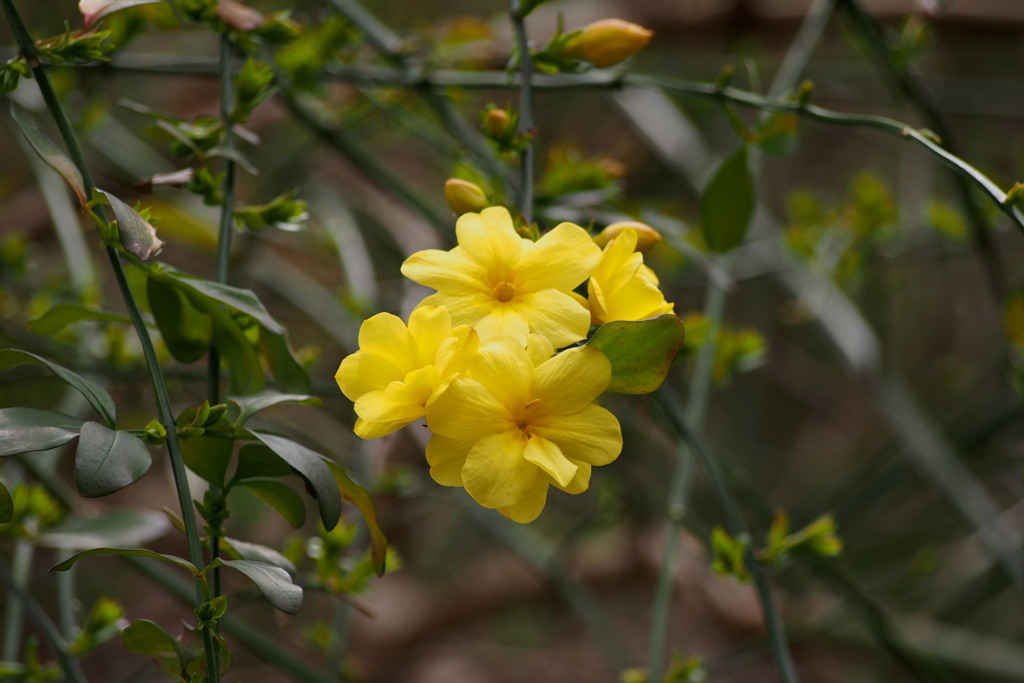 つつみたや 茎の先端 花てまり