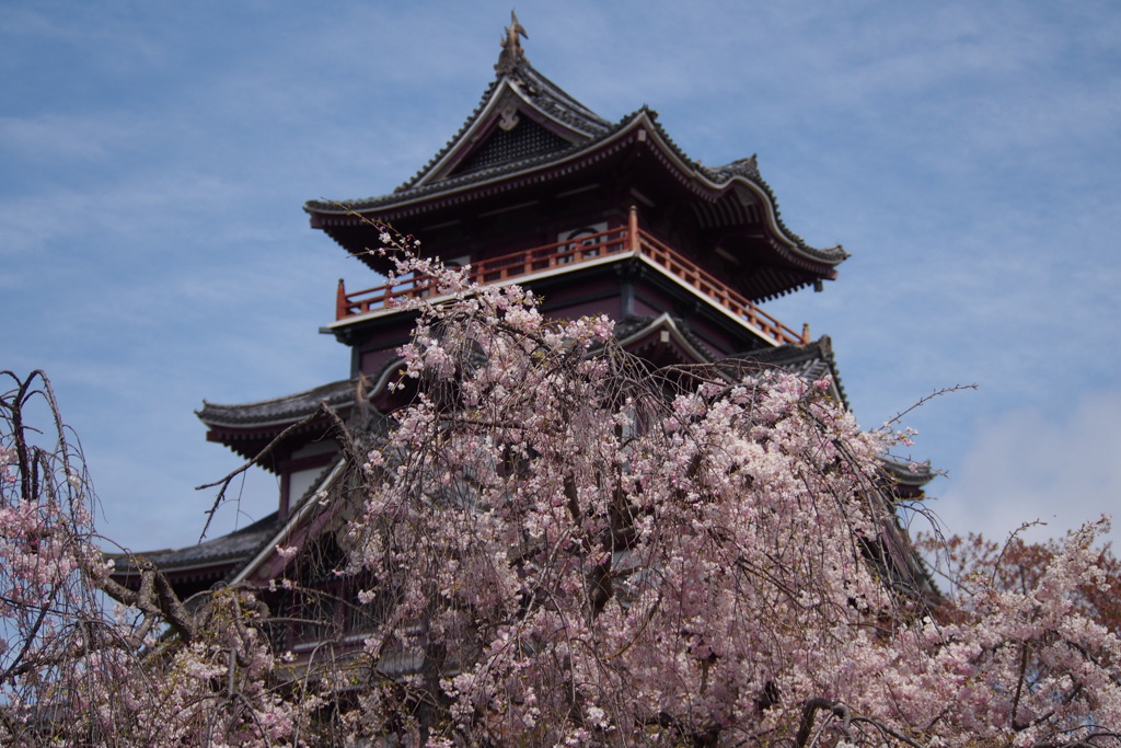 お城には 枝垂れ桜が よく似合い