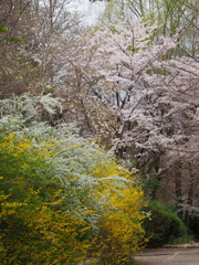 三色や 連翹・桜 雪柳