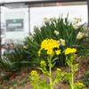 駅花壇 菜の花・水仙 ここも春