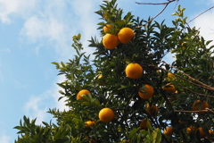 夏みかん 薄青空に 色映えし