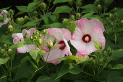 控えめに つぼみの陰に 芙蓉花