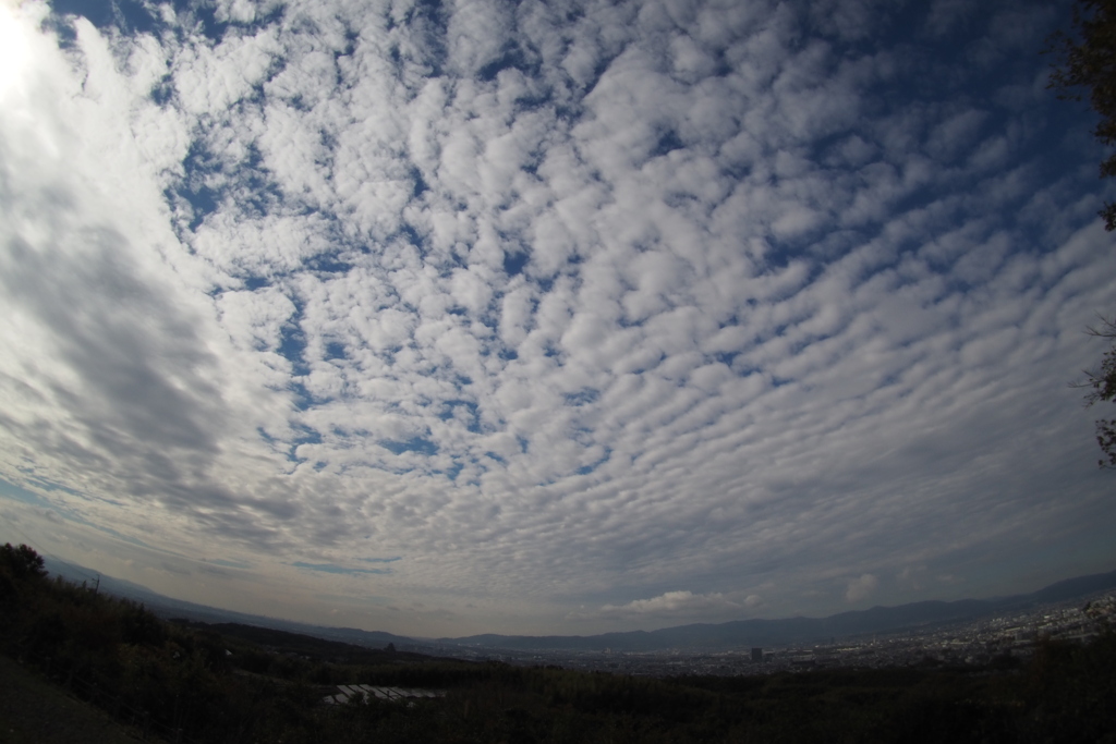 見渡せば 空一面の うろこ雲