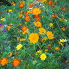 山花壇 秋の草花 咲き乱れ