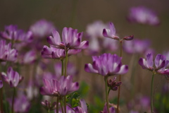 のぞき込む 仏いそうな 蓮華花