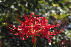 魅惑的 西方浄土の 赤き花