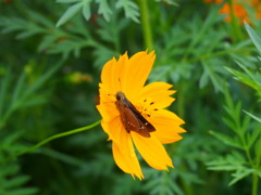 名残り惜し 黄色い花に 抱かれて