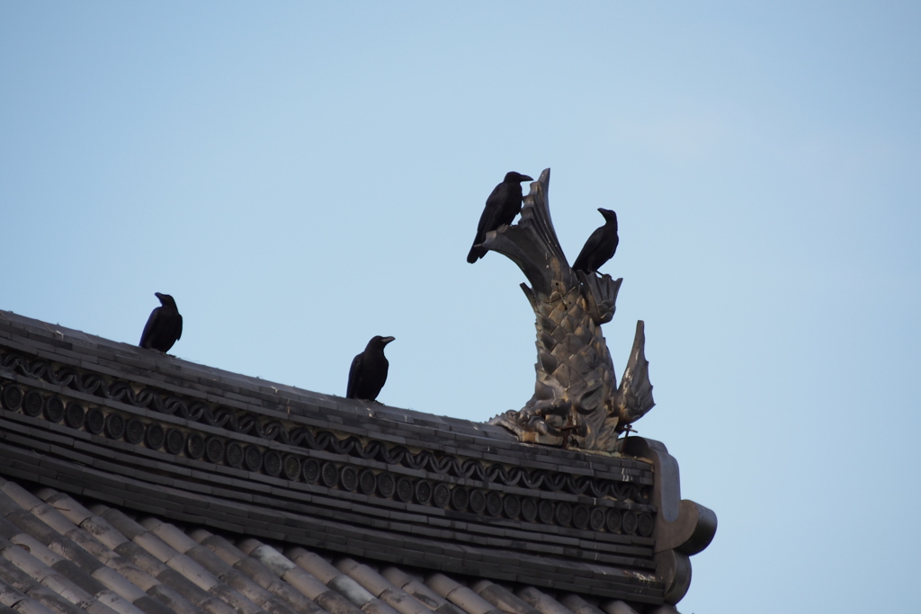 大手門 カラス四羽の 夏の朝